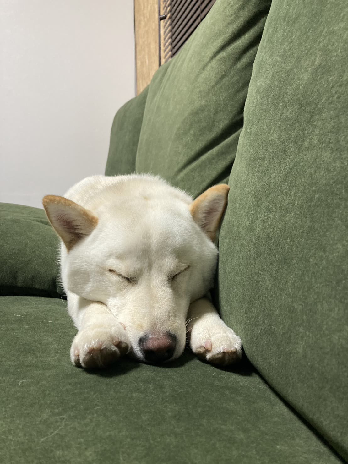 愛犬うどん